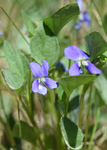 File:Viola canina subsp. canina kz02.jpg