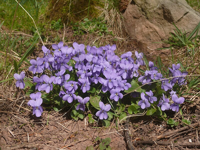 File:Viola odorata 200311.JPG