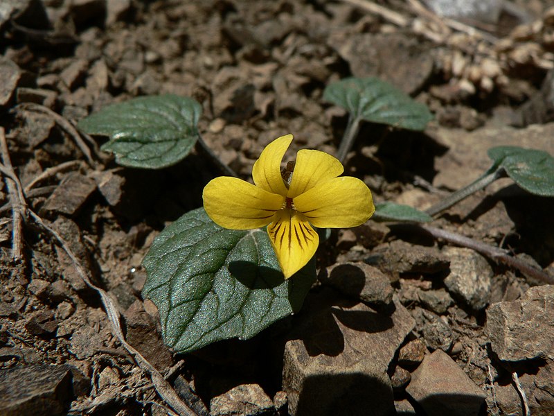 File:Viola purpurea 15734.JPG