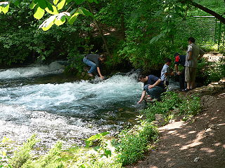 Bosna'nın Kaynağı