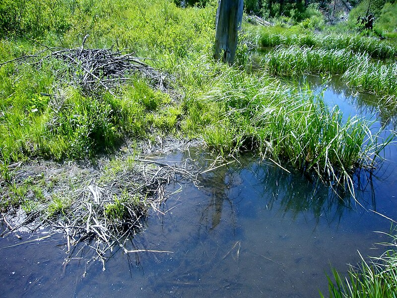 File:Ward Creek, side creek Lodge entry, 6-22-14 Guzzi.jpg