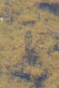 Water Boatman (Corixidae)