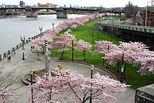 Friendship Circle (1990) at Tom McCall Waterfront Park, Portland, Oregon Waterfront Park, Portland.jpg