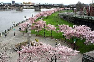 Cherry blossoms blooming in Tom McCall Waterfront Park, created with the removal of the road in 1978