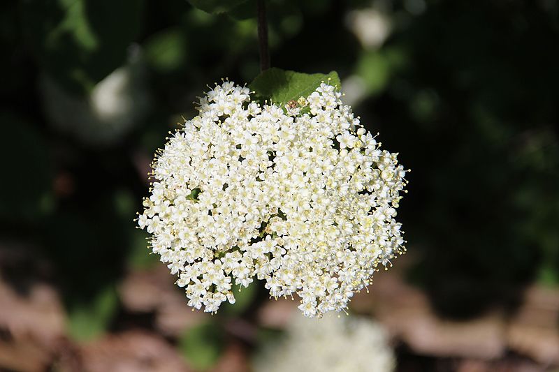 File:Wayfaring tree - Viburnum lantana - panoramio.jpg