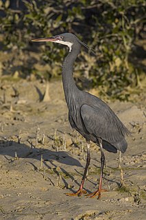 Western reef heron Species of bird