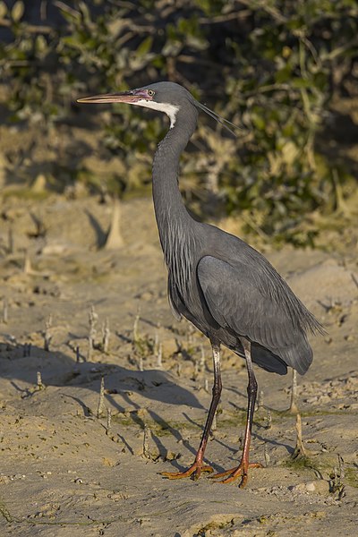 File:Western reef egret (Egretta gularis schistacea) dark morph.jpg