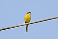 * Nomination Western yellow wagtail near Jalalpur, Patiala. --Satdeep Gill 04:48, 17 March 2022 (UTC) * Promotion Good quality --Llez 05:47, 17 March 2022 (UTC)