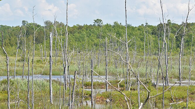 Wetland Project in MacGregor Point Provincial Park