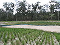 Wetland restoration in Australia.jpg