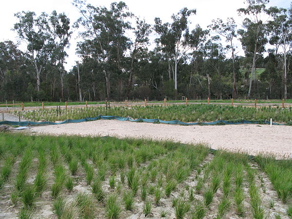 Recently constructed wetland regeneration in Australia, on a site previously used for agriculture