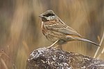 Miniatura para Emberiza stewarti