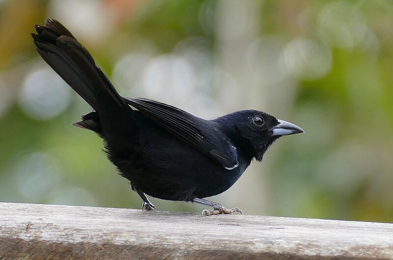 File:White-lined Tanager (Tachyphonus rufus) male coming for fruits .. (48346707962).jpg