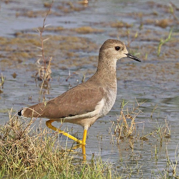 File:White-tailed lapwing (Vanellus leucurus).jpg