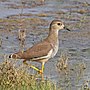 Thumbnail for White-tailed lapwing