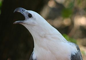 White Bellied Sea Eagle 070531c.jpg