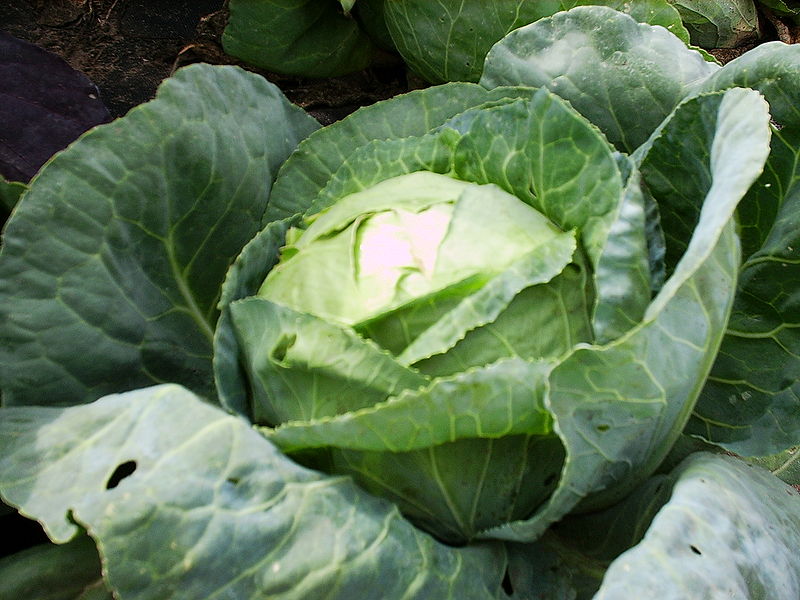 File:White Marathon Cabbage grown by Steve block.jpg