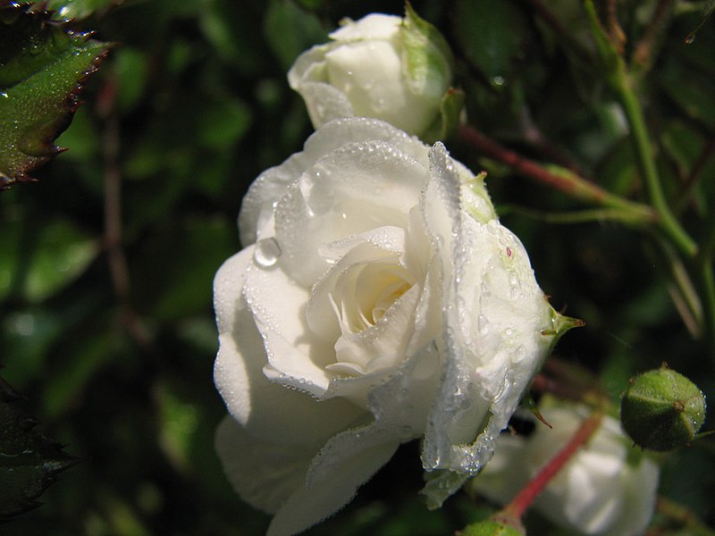 File:White Miniature Rose With Raindrops (237157928).jpg
