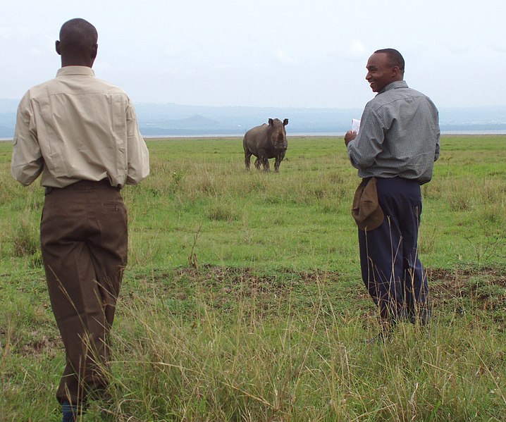 File:White rhino monitoring (6880953537).jpg