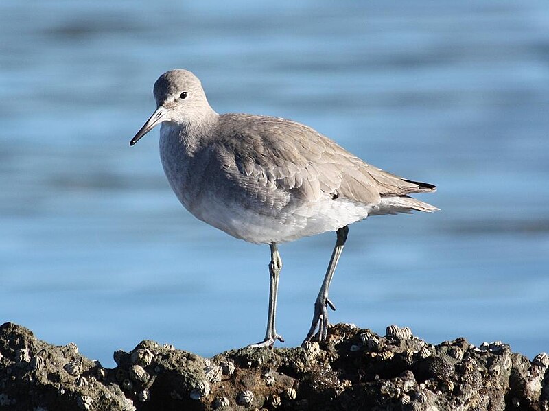 File:Willet (Pillar Point, CA).jpg