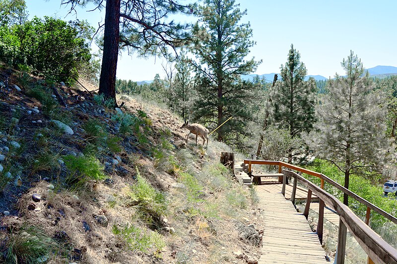 File:Winthrop, WA - mule deer walking up the hill to the Shafer Museum 01.jpg