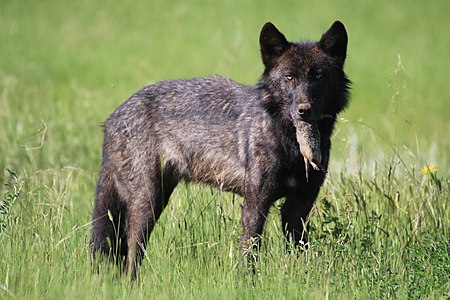 Tập_tin:Wolf_&_Uinta_ground_squirrel.jpg