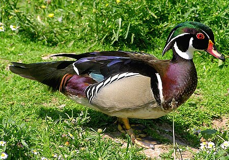 Tập_tin:Wood.duck.arp.jpg