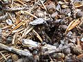 Close up of wood ant (I think) nest in the Julian Alps, Slovenia.