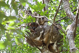 Wooly lemurs Andasibe (15719568100).jpg