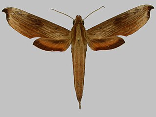 <i>Xylophanes haxairei</i> Species of moth