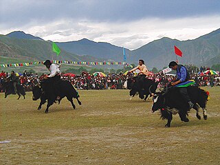 <span class="mw-page-title-main">Yak racing</span> Traditional sport in Central Asia