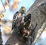 Yellow crowned Woodpecker (Male) I3 IMG 9638.jpg