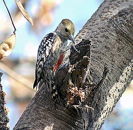 Yellow crowned Woodpecker (Male) I3 IMG 9638.jpg