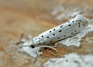 Plum moth (Yponomeuta padella)