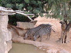 Zebre nel Bioparc di Valencia.JPG