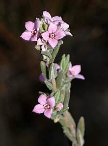 Zieria veronicea.jpg