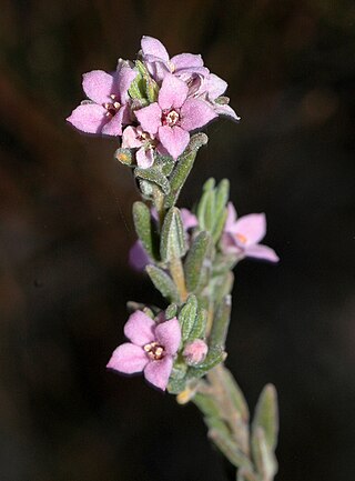 <i>Zieria veronicea</i> Species of flowering plant
