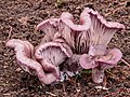 * Nomination atypische vorm van de paarse schijnridderzwam (Lepista nuda; synoniemen: Clitocybe nuda, Tricholoma nudum en Agaricus nudus)-- Famberhorst 15:34, 12 November 2013 (UTC) * Promotion Good quality. Please check the "english" file description. --NorbertNagel 18:47, 12 November 2013 (UTC)  Done Text adapted.-- Famberhorst 19:03, 12 November 2013 (UTC)