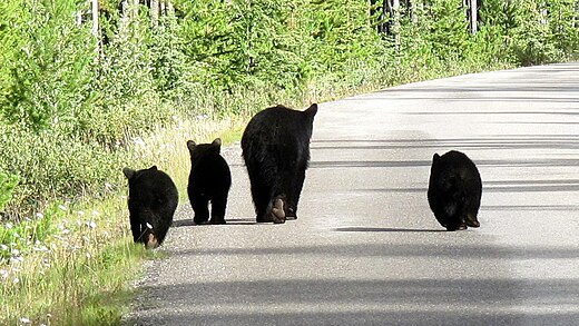 Een groepje zwarte beren in de buurt van Jasper