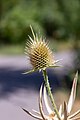 * Nomination: Dipsacus flower in Tashkent botanical garden. Yunusabad District, Tashkent, Uzbekistan. By User:ElenaLitera --Красный 04:34, 3 June 2024 (UTC) * * Review needed