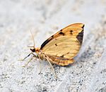 (1758) Barred Straw (Eulithis pyraliata) (9254478391).jpg