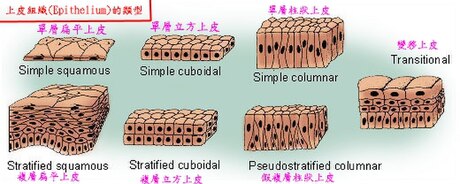 上皮組織