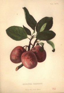 Victoria plum Plum cultivar