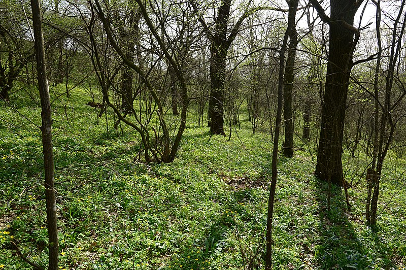 File:Червонохиженський заказник, діброва.jpg