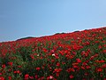 2020年1月17日 (金) 15:39時点における版のサムネイル