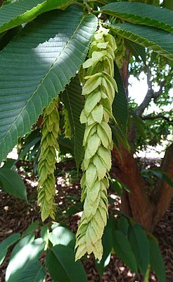 川黔 千金 榆 Carpinus fangiana - 溫哥華 哥倫比亞 大學 植物園 UBC Botanical Garden, Vancouver- (9252383245) .jpg