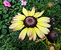 蒿子稈 Chrysanthemum carinatum -香港花展 Hong Kong Flower Show- (40165137652).jpg