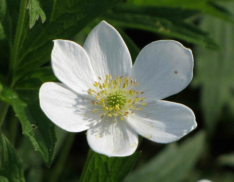 File:銀蓮花屬 Anemone virginiana -波蘭 Krakow Jagiellonian University Botanic Garden, Poland- (36772146325).jpg