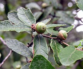 Quercus Castanea