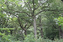 Queen's Wood in late July 2006 060729 Queen's Wood Oaks.JPG